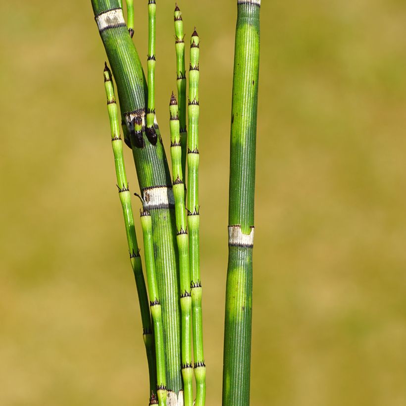 Equisetum hyemale (Foliage)