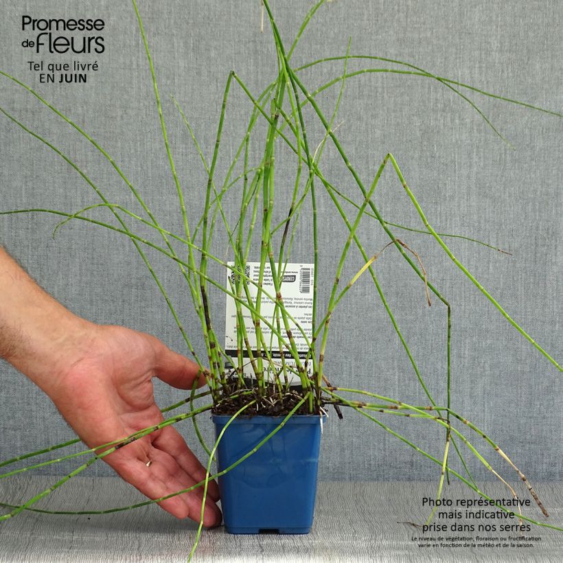 Equisetum fluviatile 8/9 cm pot sample as delivered in summer