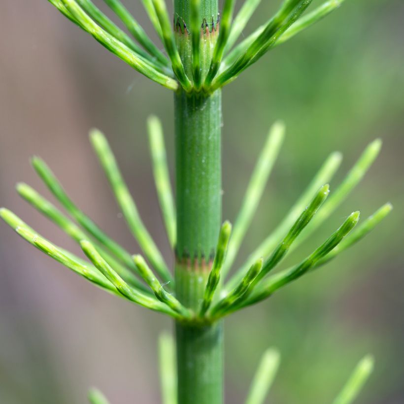Equisetum fluviatile (Foliage)
