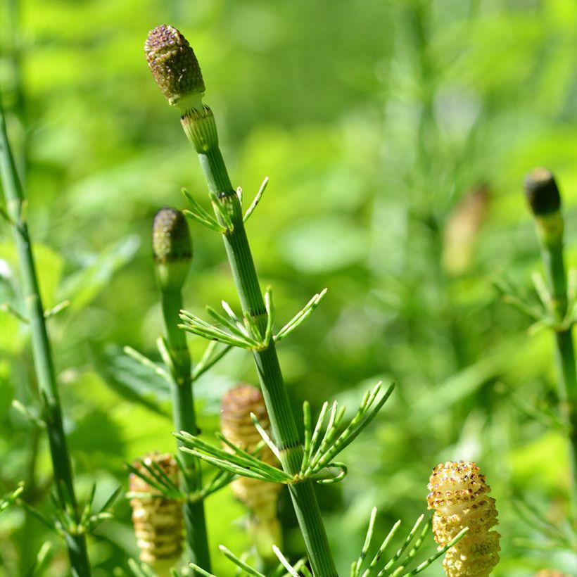 Equisetum fluviatile (Flowering)