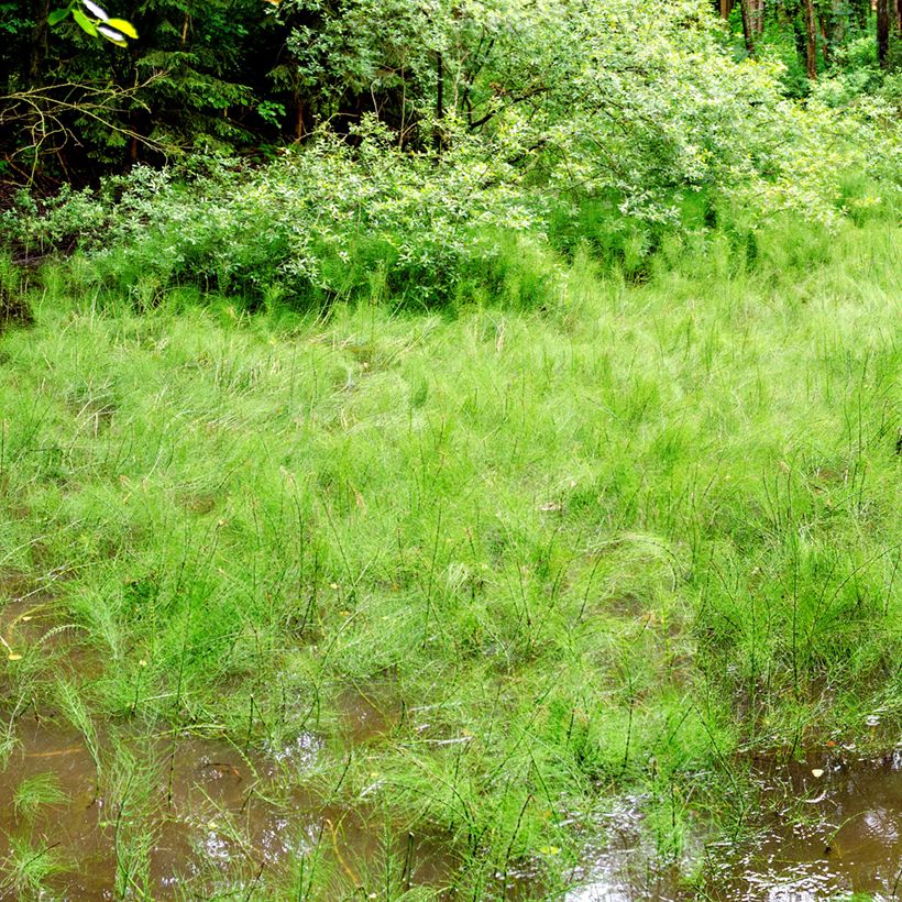 Equisetum fluviatile (Plant habit)