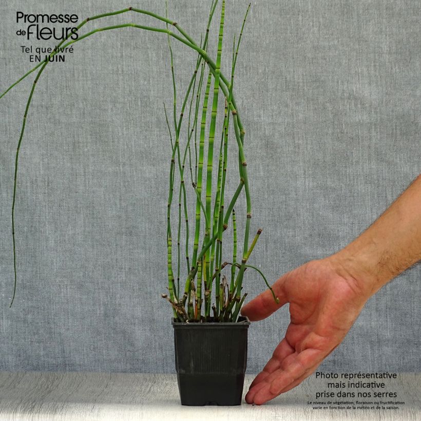 Example of Equisetum hyemale as you get in ete