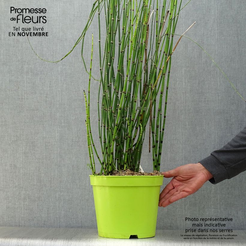 Prêle d'hiver - Equisetum hyemale (japonicum) pot 7L sample as delivered in autumn