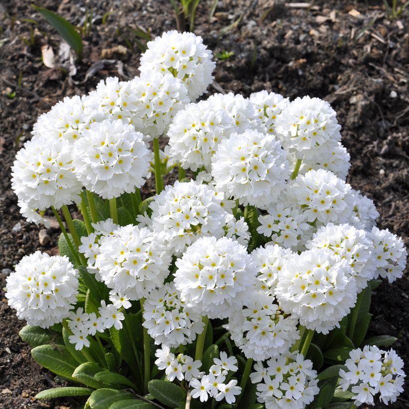 Primula denticulata Alba - Primrose (Plant habit)