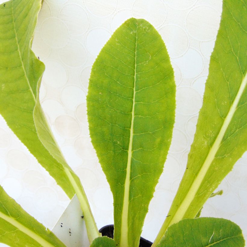 Primula denticulata Cashmeriana - Primrose (Foliage)
