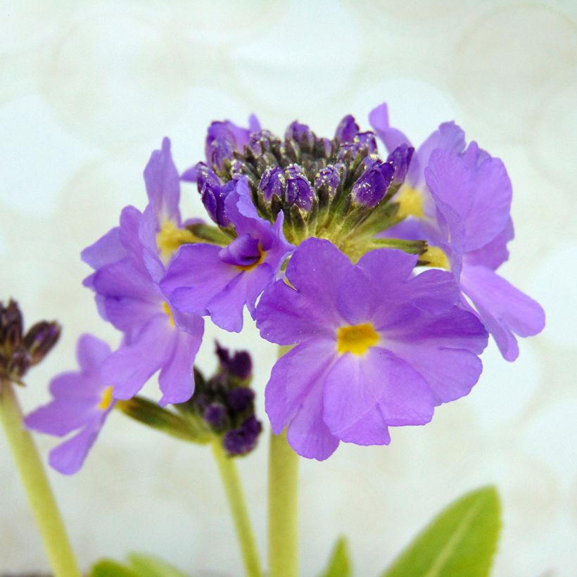 Primula denticulata Cashmeriana - Primrose (Flowering)