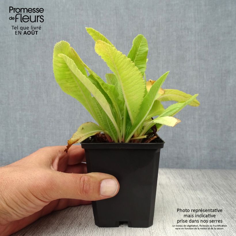 Primula denticulata Cashmeriana - Primrose 8/9 cm pot sample as delivered in summer
