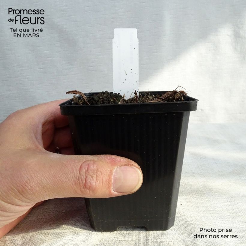 Primula denticulata Rubin - Primrose sample as delivered in spring
