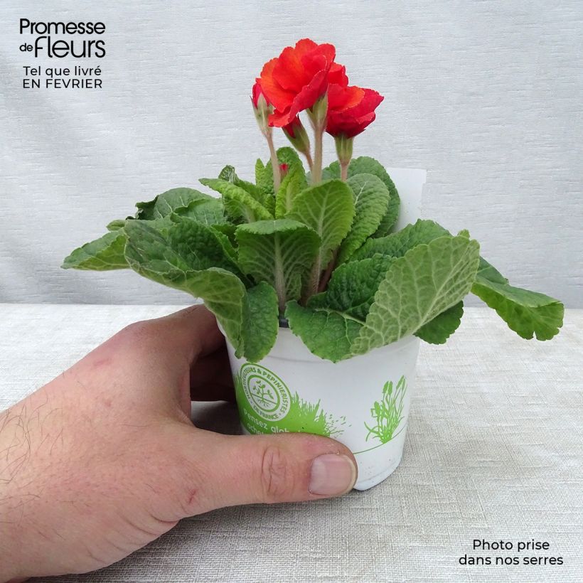 Primula Cottage Shades - Oxlip sample as delivered in winter