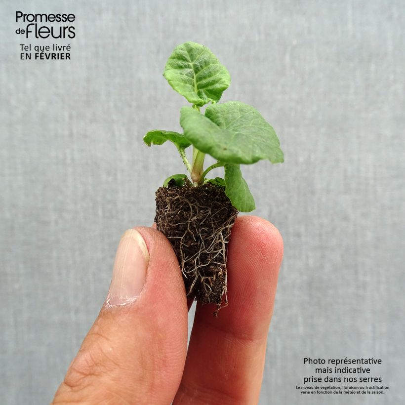 Primula Mister Gold Laced - Oxlip Plug plant 1.5/2.5 cm sample as delivered in autumn