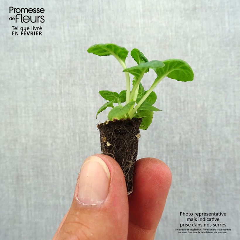 Primula Mister Silver Laced - Oxlip Plug plant 1.5/2.5 cm sample as delivered in autumn