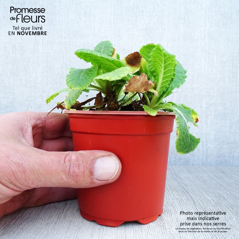 Primula eliator Veristar Yellow - Oxlip 8/9 cm pot sample as delivered in autumn