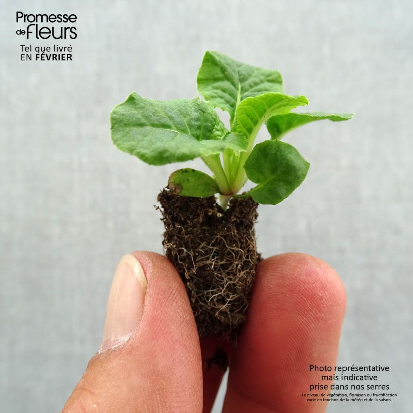 Primula eliator Violet Laced - Oxlip Plug plant 1.5/2.5 cm sample as delivered in autumn