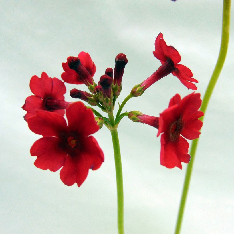 Primula japonica - Japanese Primrose (Flowering)