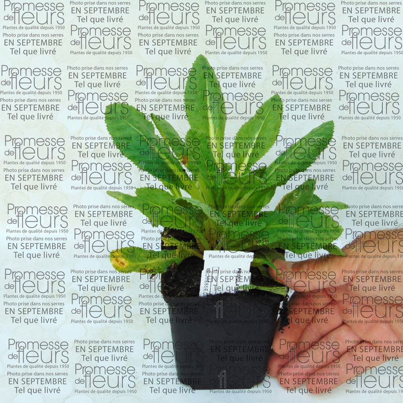 Example of Primula secundiflora - Primrose specimen as delivered