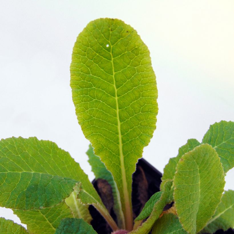 Primula vulgaris Strong Beer - English Primrose (Foliage)