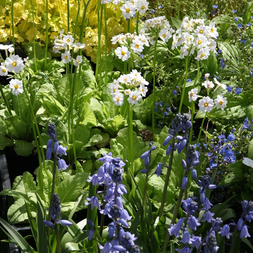 Primula japonica Alba - Japanese Primrose (Plant habit)