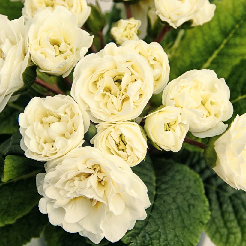 Primula vulgaris Belarina Vanilla- English Primrose (Flowering)