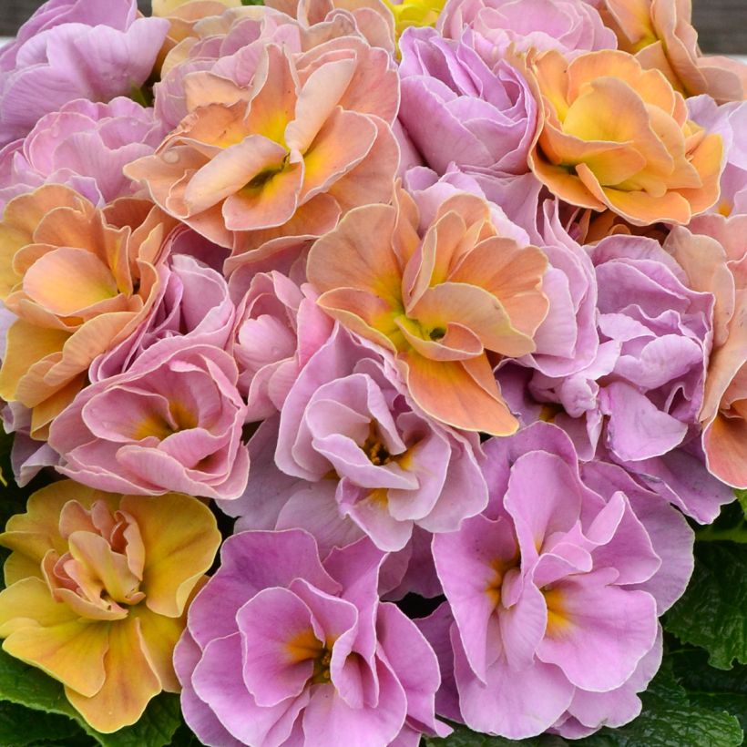 Primula acaulis Rubens Antique Rose F1 (Flowering)