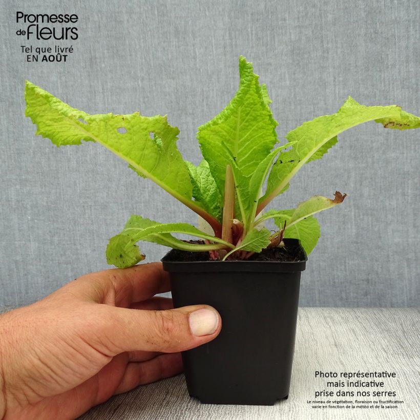 Primula japonica Millers Crimson - Japanese Primrose 8/9 cm pot sample as delivered in summer