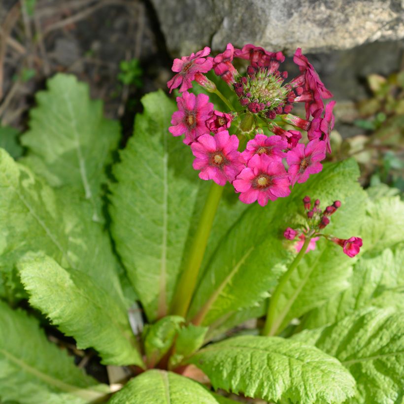 Primula japonica Millers Crimson - Japanese Primrose (Plant habit)