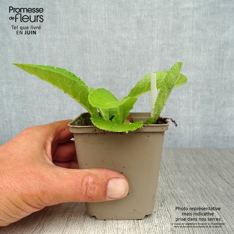 Primula elatior Double Rubens - Oxlip 8/9 cm pot sample as delivered in summer