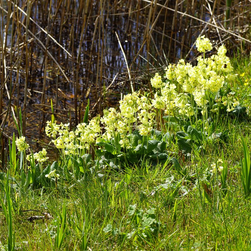 Primula elatior Double Rubens - Oxlip (Plant habit)