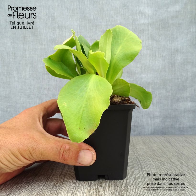 Primula x pubescens Mix - Tyrol Primrose 8/9 cm pot sample as delivered in summer