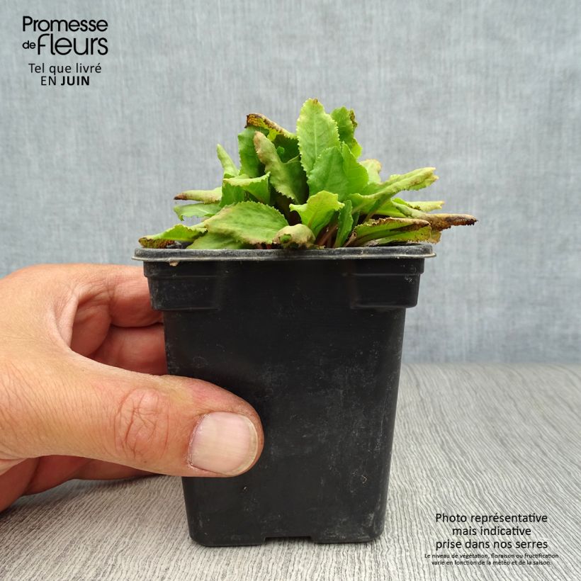 Primula rosea Grandiflora - Primrose 7/8 cm pot sample as delivered in summer