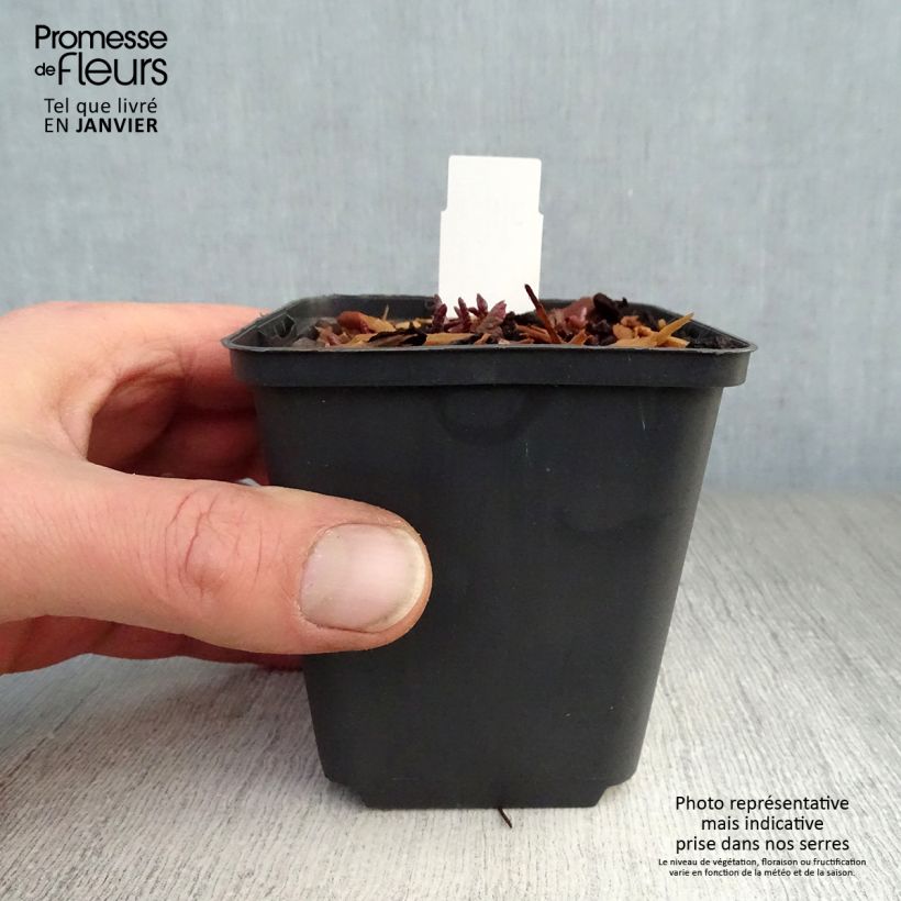 Primula margotae Guinevere - Primrose sample as delivered in winter