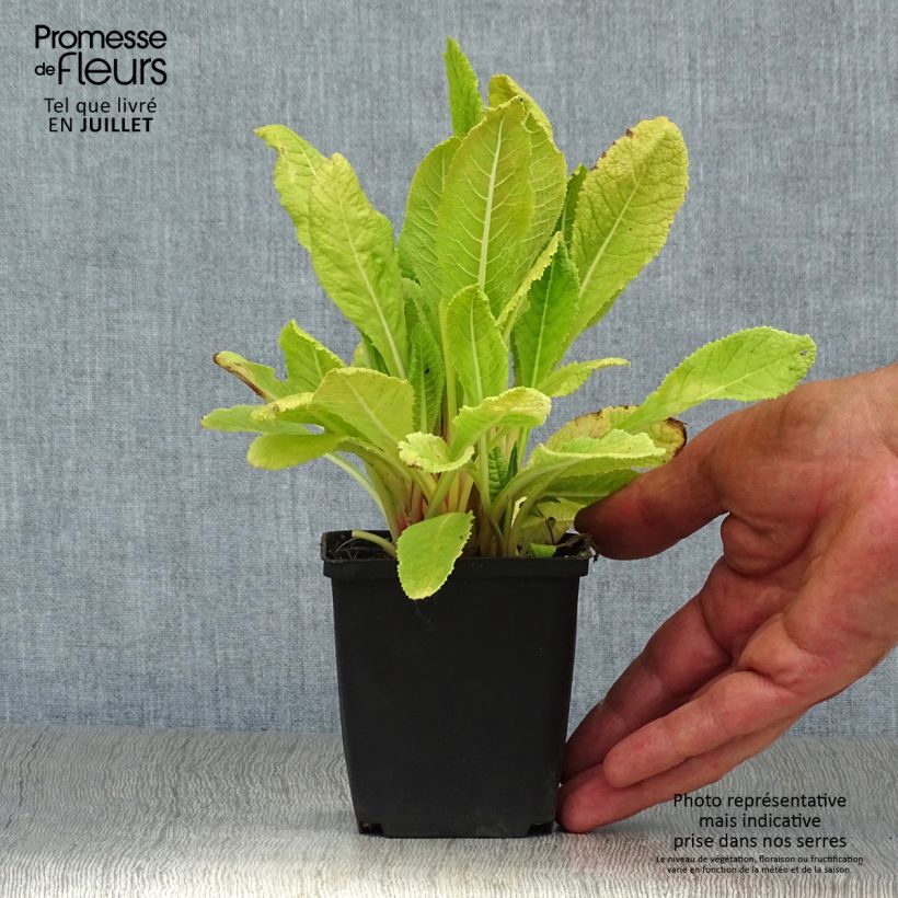 Primula beesiana - Primrose 8/9 cm pot sample as delivered in summer