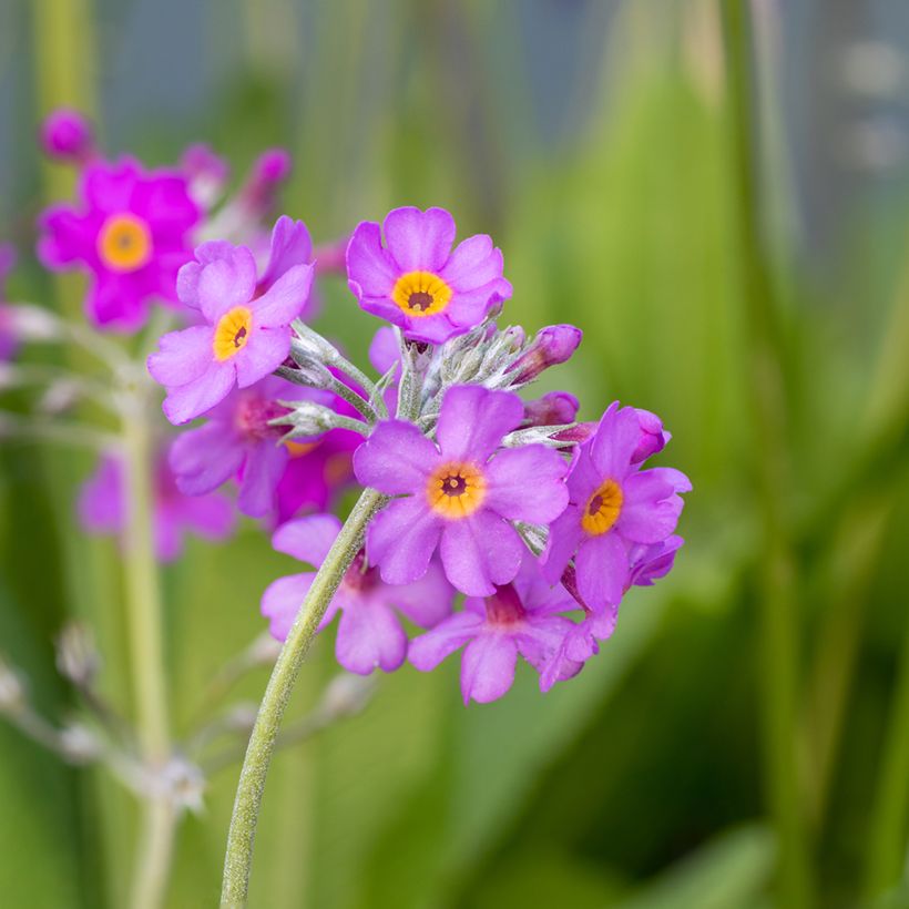 Primula beesiana - Primrose (Flowering)