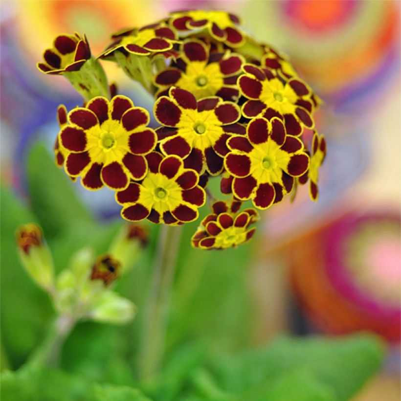 Primula eliator Gold Lace Red - Oxlip (Flowering)