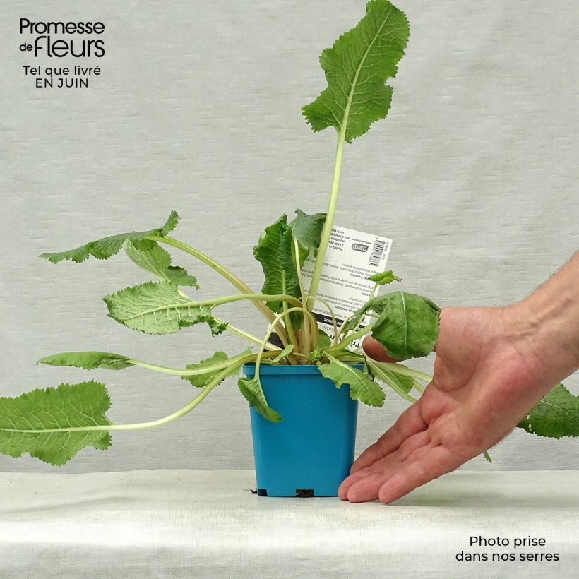 Primula florindae - Primrose 8/9 cm pot sample as delivered in summer