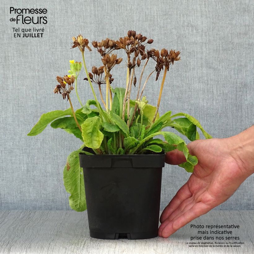 Primula veris - Cowslip 2L/3L pot sample as delivered in summer