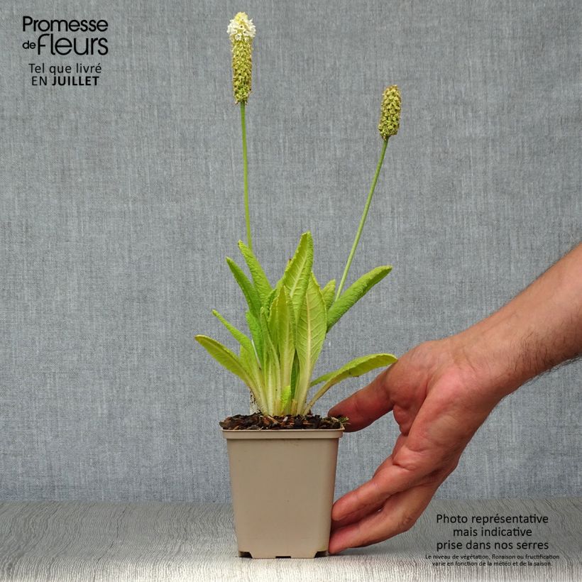 Primula vialii Alison Holland - Vial's Primrose 8/9 cm pot sample as delivered in summer