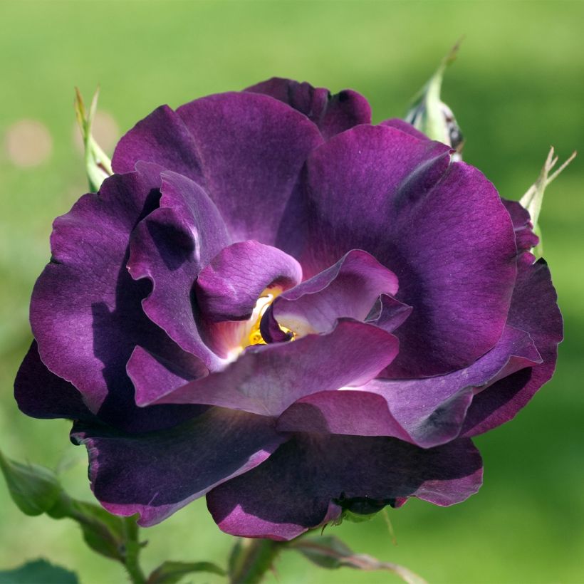 Rosa Princesse Sibilla de Luxembourg - shrub or climbing rose (Flowering)