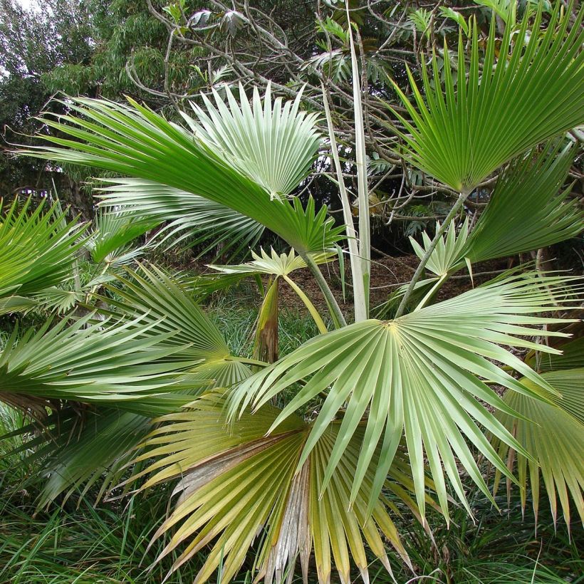 Pritchardia hillebrandii - Hillebrand's Fan Palm (Foliage)