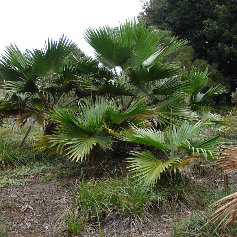Pritchardia hillebrandii - Hillebrand's Fan Palm (Plant habit)