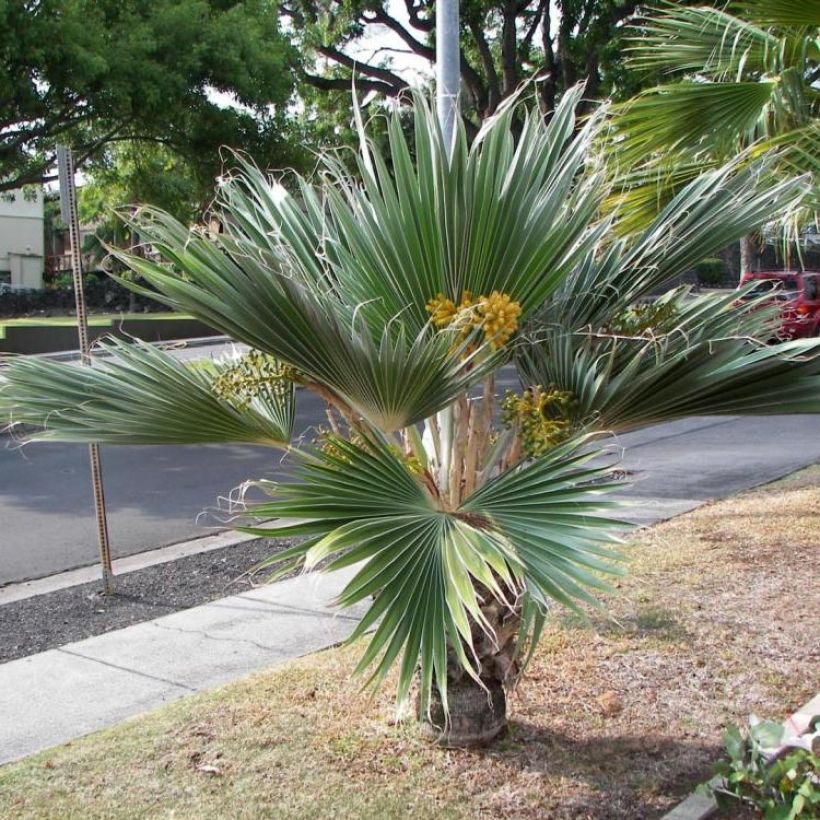 Pritchardia hillebrandii Blue Moon - Hillebrand's Fan Palm (Plant habit)