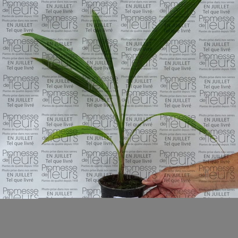 Example of Pritchardia hillebrandii Blue Moon - Hillebrand's Fan Palm as you get in ete