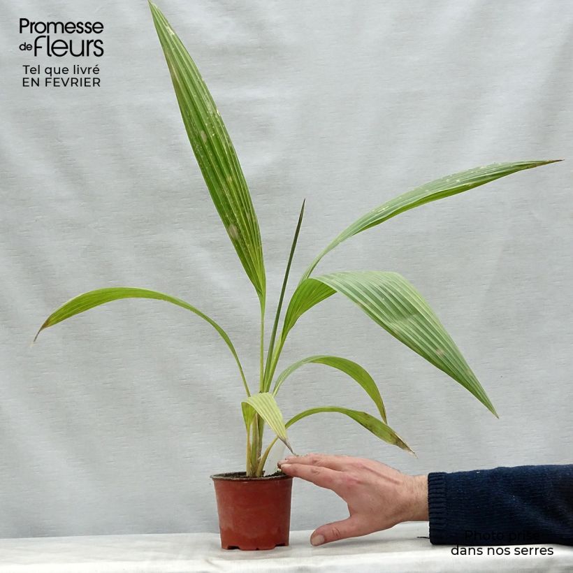 Pritchardia hillebrandii - Palmier d'Hawaï Pot de 12 cm sample as delivered in winter