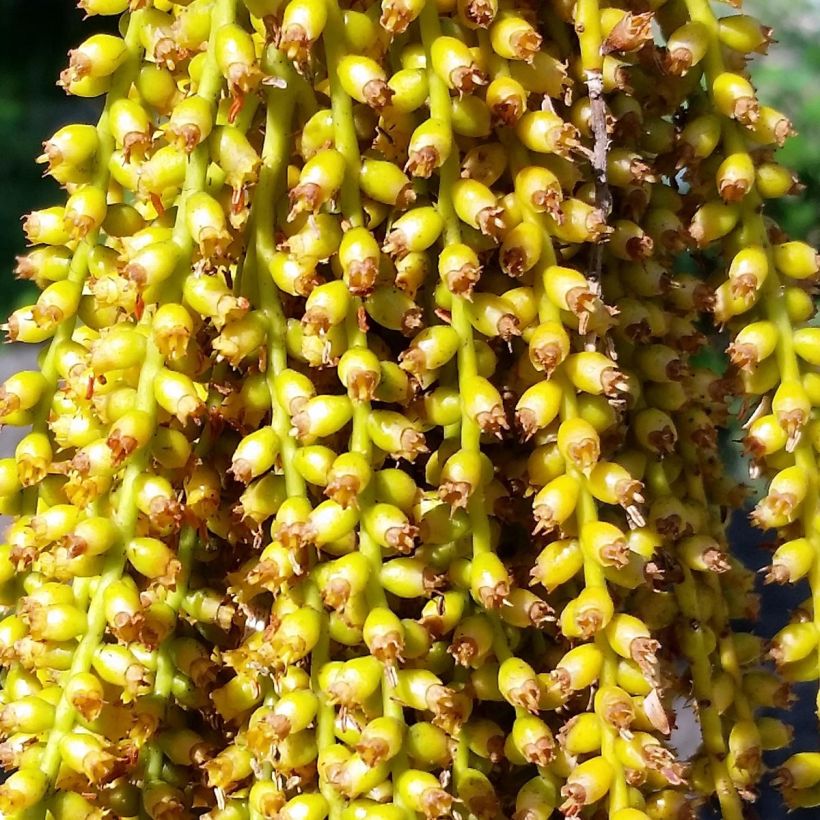 Pritchardia pacifica - Fiji Fan Palm (Flowering)