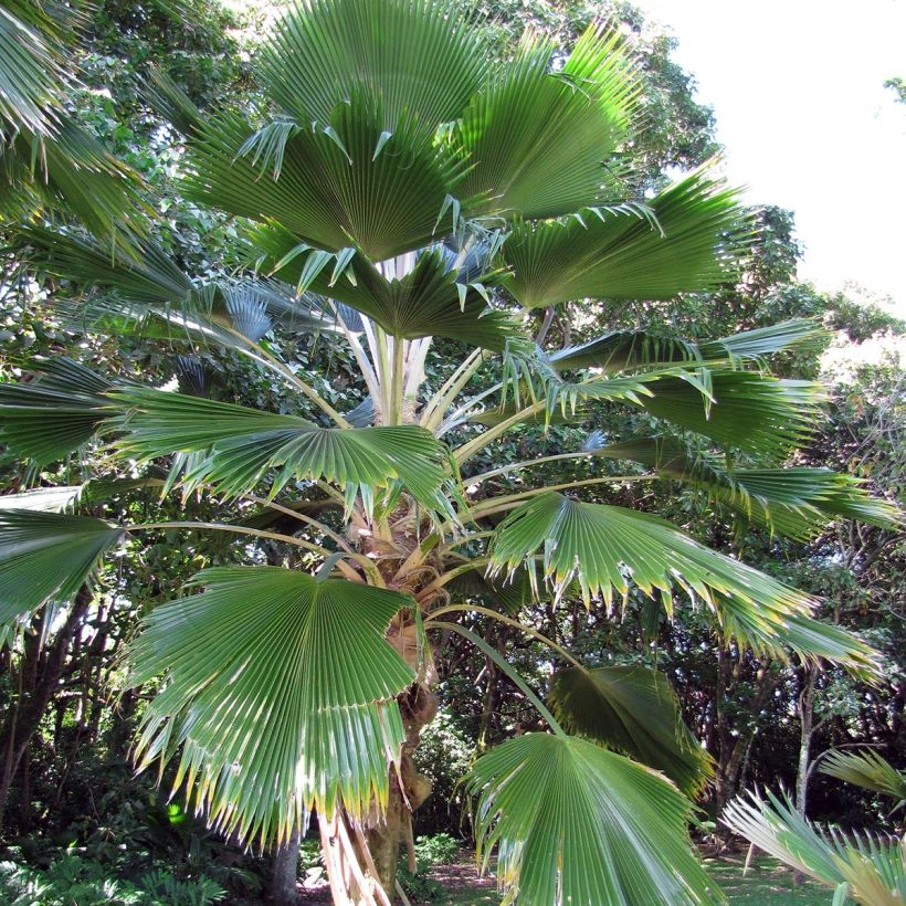 Pritchardia pacifica - Fiji Fan Palm (Plant habit)