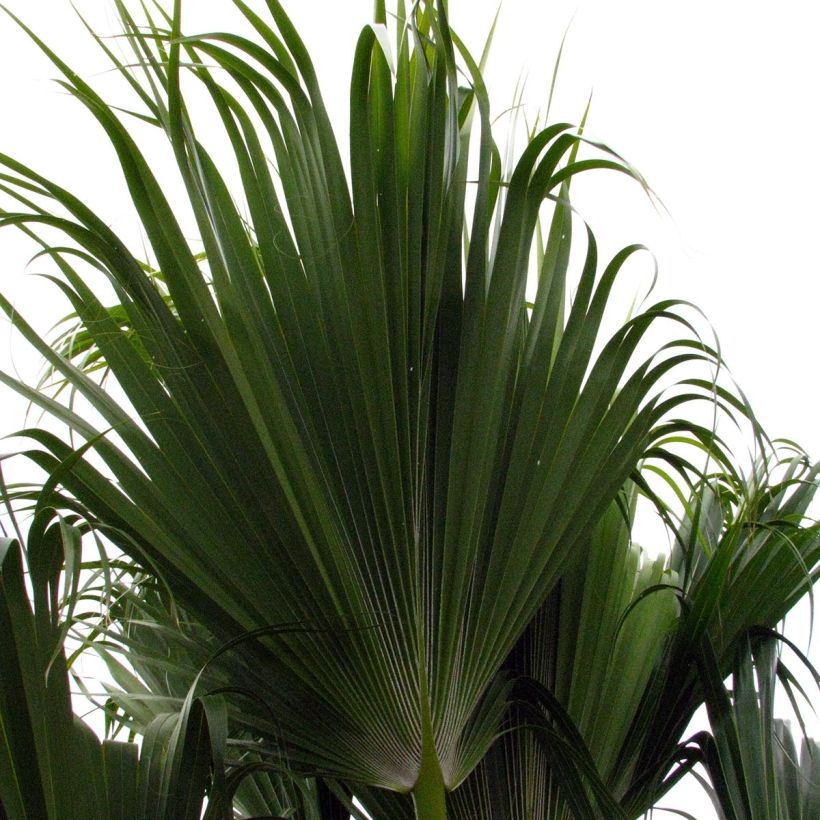 Pritchardia remota - Pritchardia Palm (Foliage)