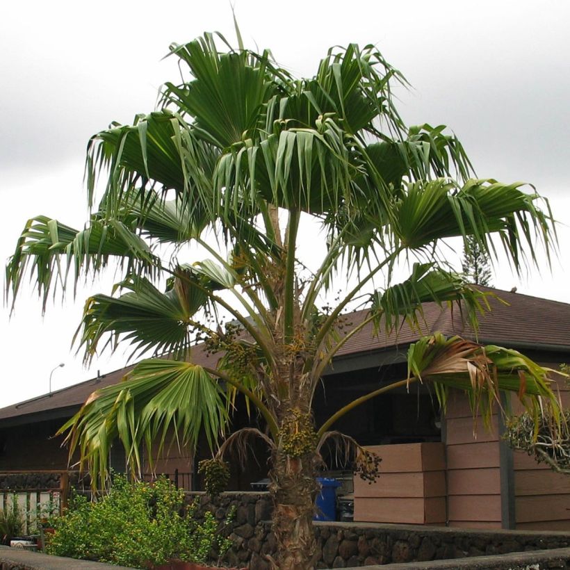 Pritchardia remota - Pritchardia Palm (Plant habit)