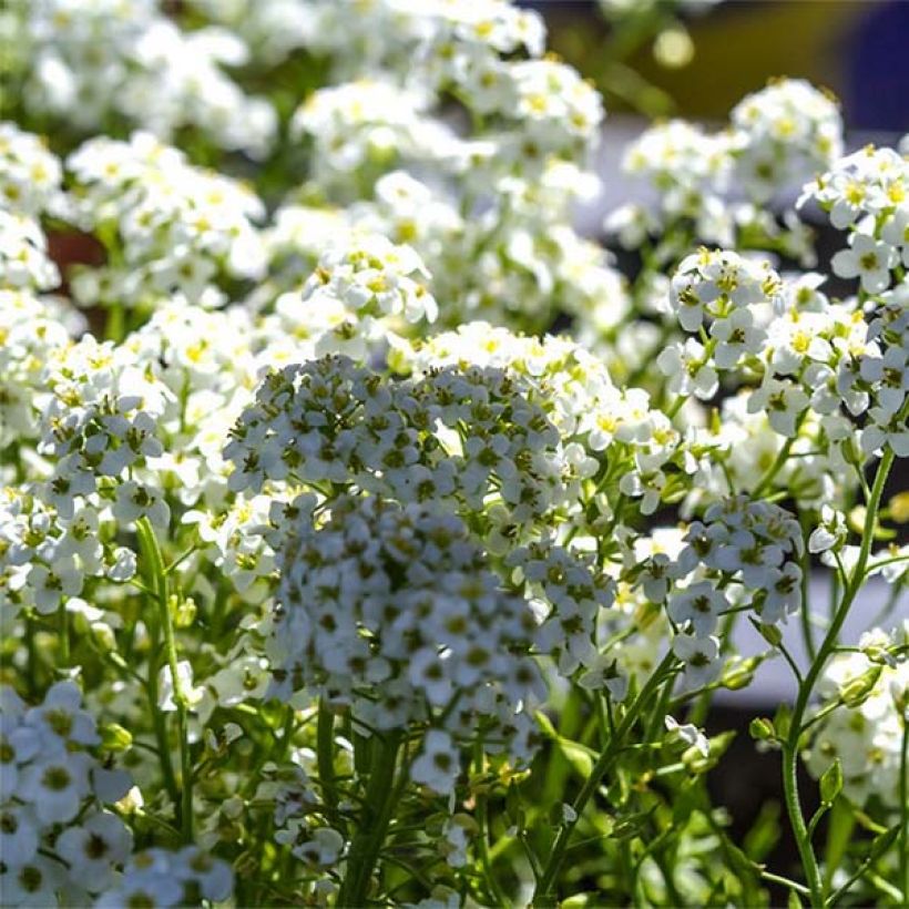 Hornungia (Pritzelago) alpina  (Flowering)