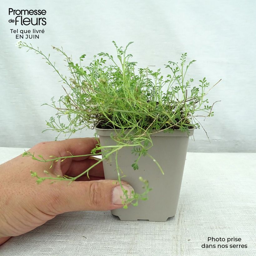 Hornungia (Pritzelago) alpina  8/9 cm pot sample as delivered in summer