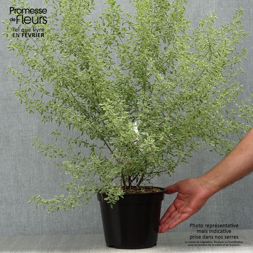 Prostanthera ovalifolia Variegata - Menthe australienne panachée. Pot de 4L/5L sample as delivered in autumn