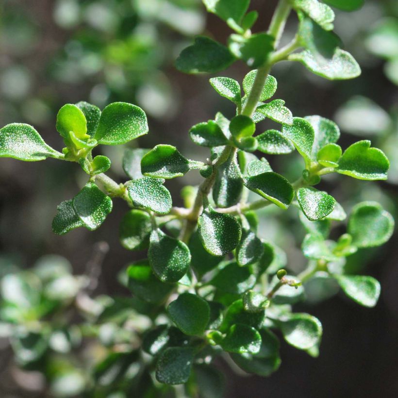 Prostanthera rotundifolia - Mint Bush (Foliage)
